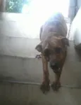 Scooby