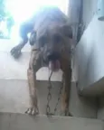 Scooby