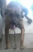 Scooby