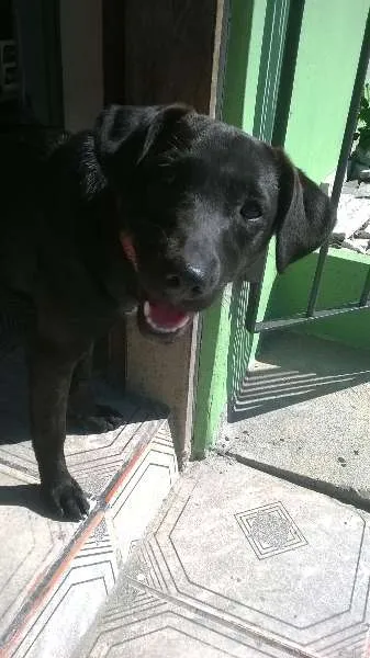 Cachorro ra a Vira lata  idade 1 ano nome Neguinha 