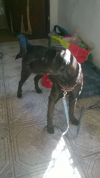 Cachorro ra a Vira lata  idade 1 ano nome Neguinha 