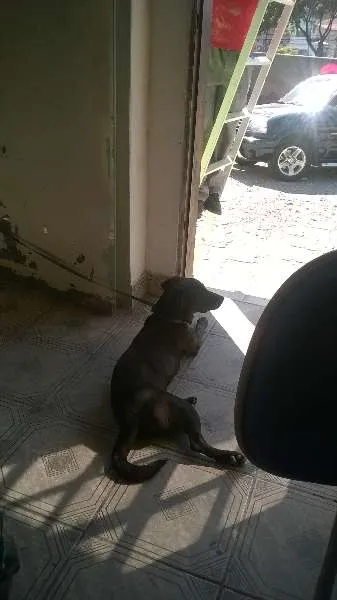 Cachorro ra a Vira lata  idade 1 ano nome Neguinha 