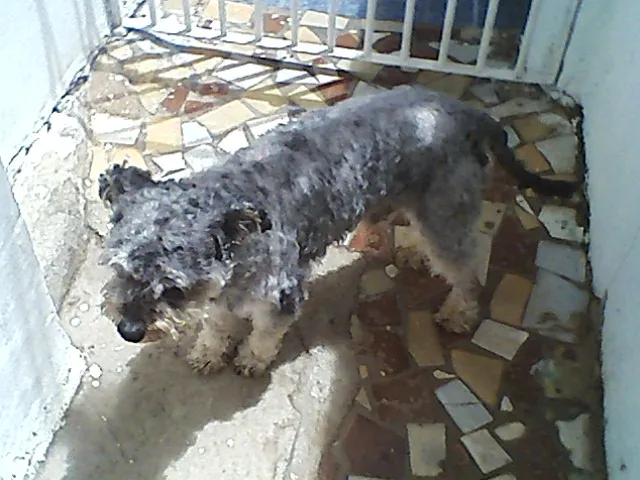 Cachorro ra a Poodle idade 6 ou mais anos nome Tininho