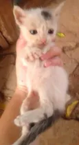 Belinha