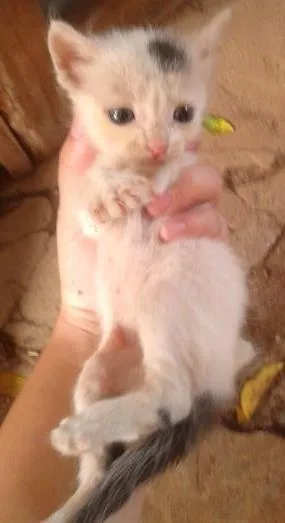 Gato ra a vira lata idade Abaixo de 2 meses nome Belinha