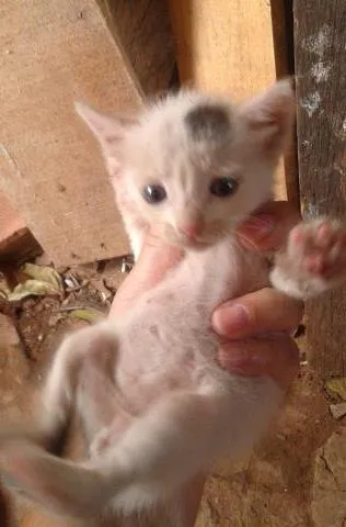 Gato ra a vira lata idade Abaixo de 2 meses nome Belinha