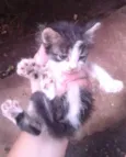 Lindinha
