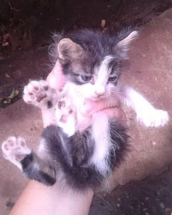 Gato ra a vira lata idade Abaixo de 2 meses nome Lindinha