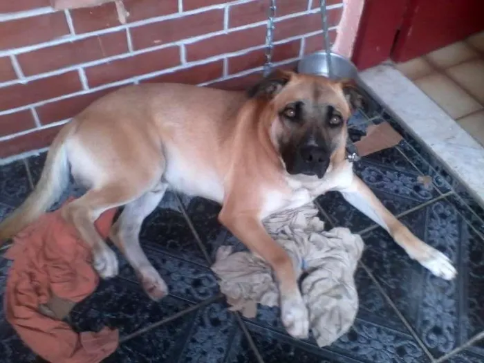 Cachorro ra a SRD idade 4 anos nome Guardião