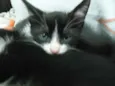 Luna e Zeus