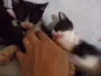 Luna e Zeus