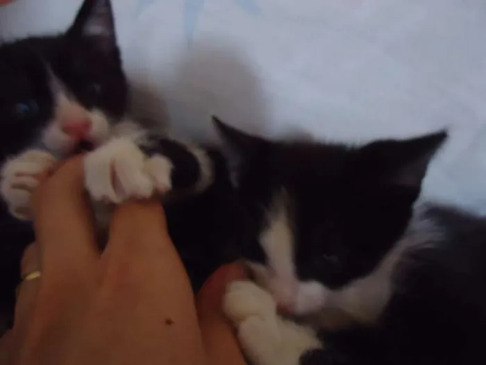 Gato ra a SRD idade Abaixo de 2 meses nome Luna e Zeus