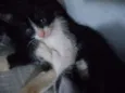 Luna e Zeus