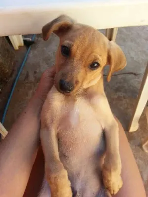 Cachorro raça SRD idade 2 a 6 meses nome chuck