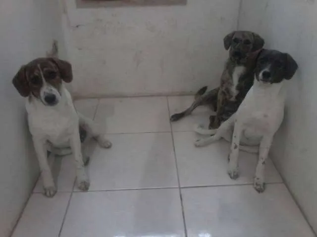 Cachorro ra a Cimarron Pampeano idade 2 a 6 meses nome não definido
