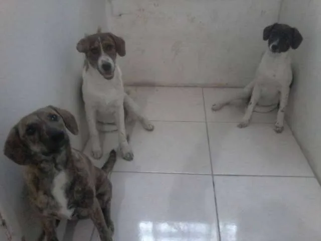 Cachorro ra a Cimarron Pampeano idade 2 a 6 meses nome não definido