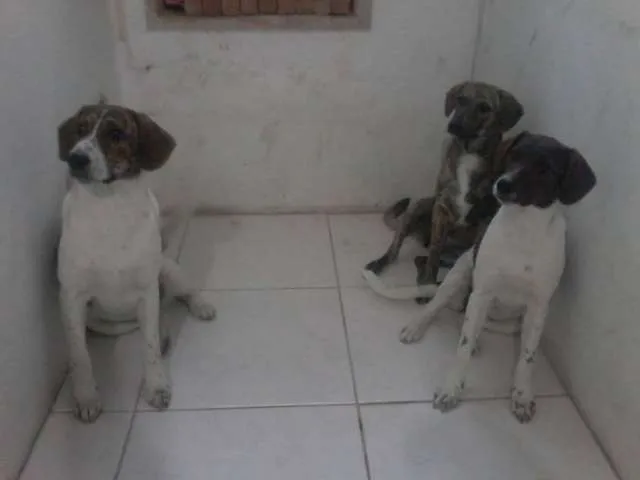 Cachorro ra a Cimarron Pampeano idade 2 a 6 meses nome não definido