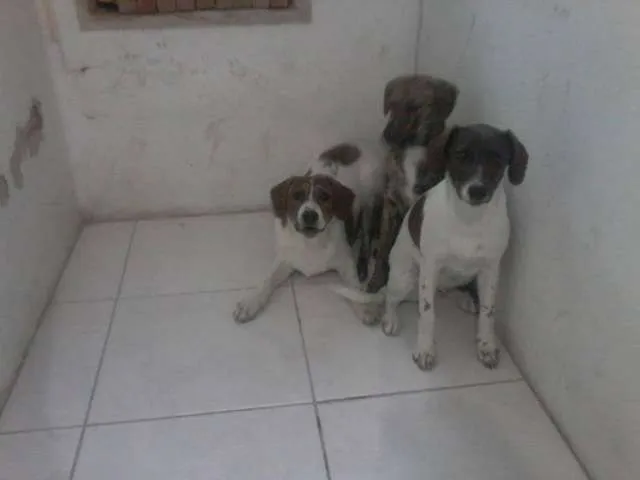 Cachorro ra a Cimarron Pampeano idade 2 a 6 meses nome não definido