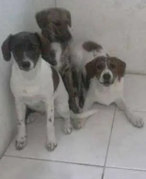 Cachorro ra a Cimarron Pampeano idade 2 a 6 meses nome não definido