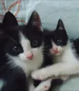 Luna e Zeus