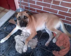 Cachorro raça SRD idade 4 anos nome Guardião