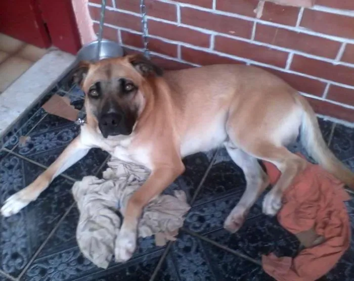 Cachorro ra a SRD idade 4 anos nome Guardião