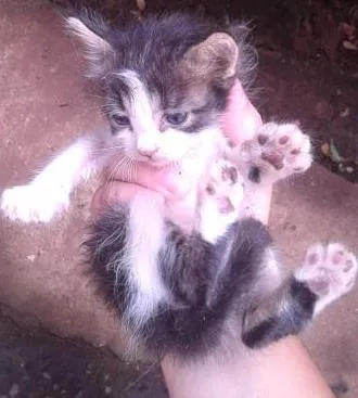 Gato ra a vira lata idade Abaixo de 2 meses nome Lindinha