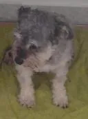 Cachorro ra a Poodle idade 6 ou mais anos nome Tininho