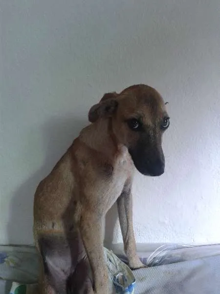 Cachorro ra a SRD idade 1 ano nome Docinho