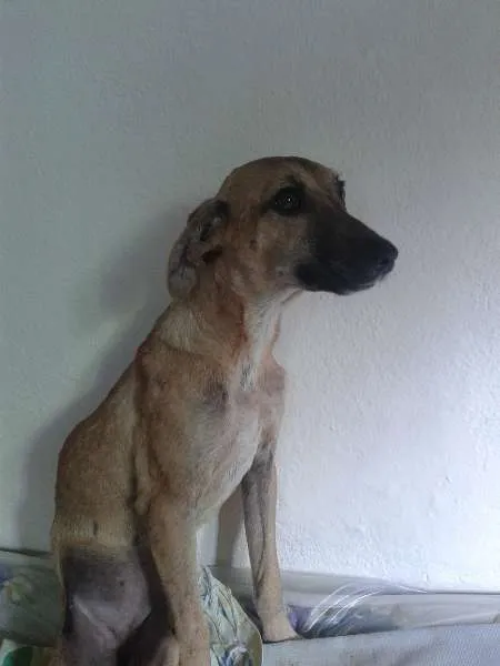 Cachorro ra a SRD idade 1 ano nome Docinho