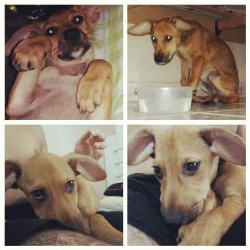 Cachorro ra a  idade 2 a 6 meses nome Sem nome