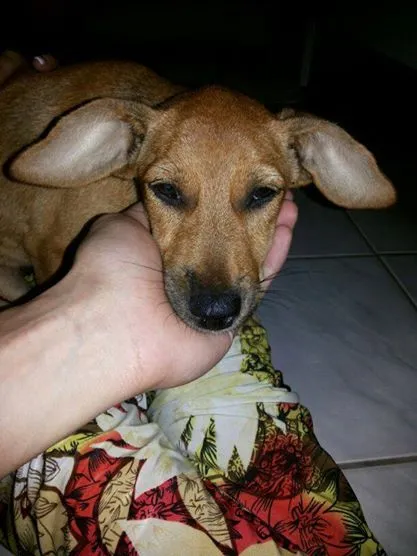 Cachorro ra a  idade 2 a 6 meses nome Sem nome
