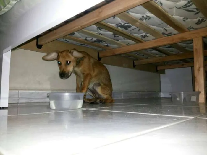 Cachorro ra a  idade 2 a 6 meses nome Sem nome