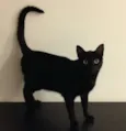 Pantera