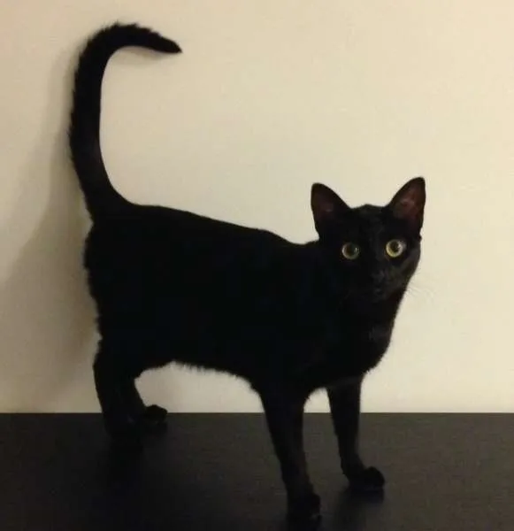 Gato raça Vira Lata idade 1 ano nome Pantera