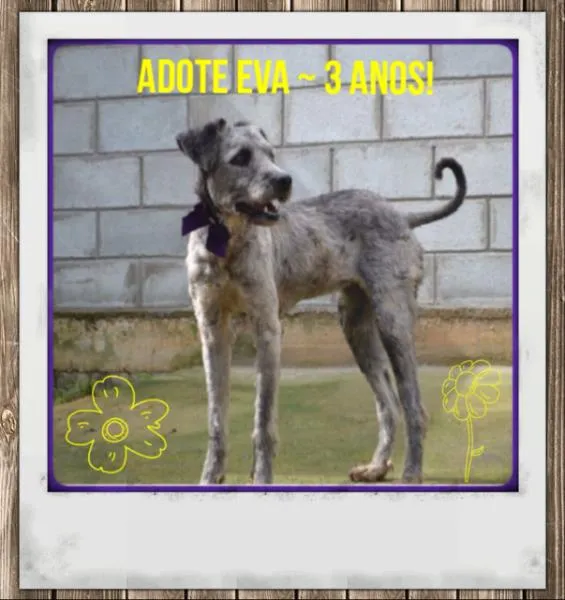 Cachorro ra a Mix Poodle idade 2 anos nome EVA, menina linda!