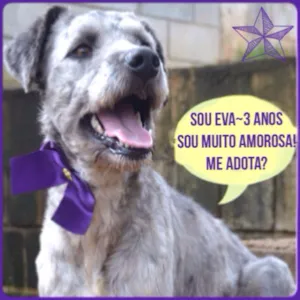 Cachorro raça Mix Poodle idade 2 anos nome EVA, menina linda!