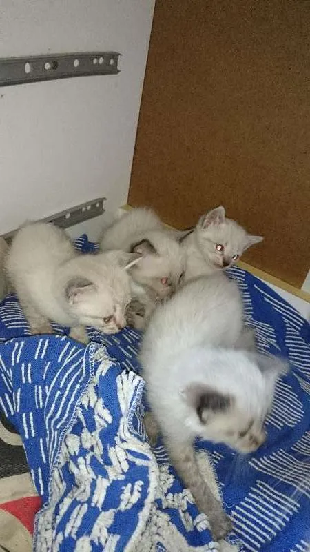 Gato ra a Siamês idade Abaixo de 2 meses nome N/A
