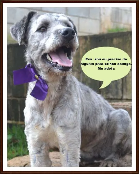 Cachorro ra a Mix Poodle idade 2 anos nome EVA, menina linda!
