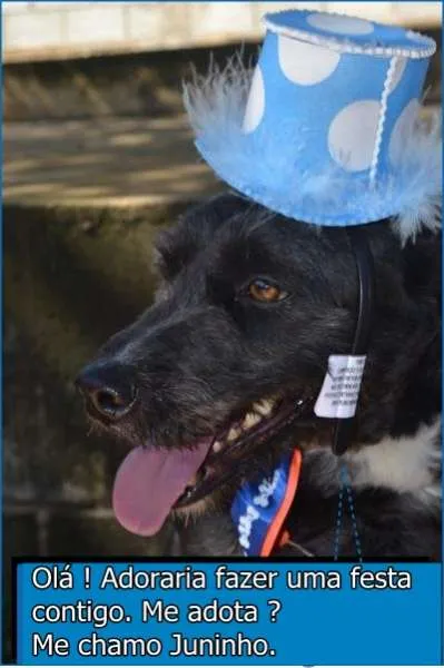 Cachorro ra a SRD idade 2 anos nome JUNINHO, menininho 