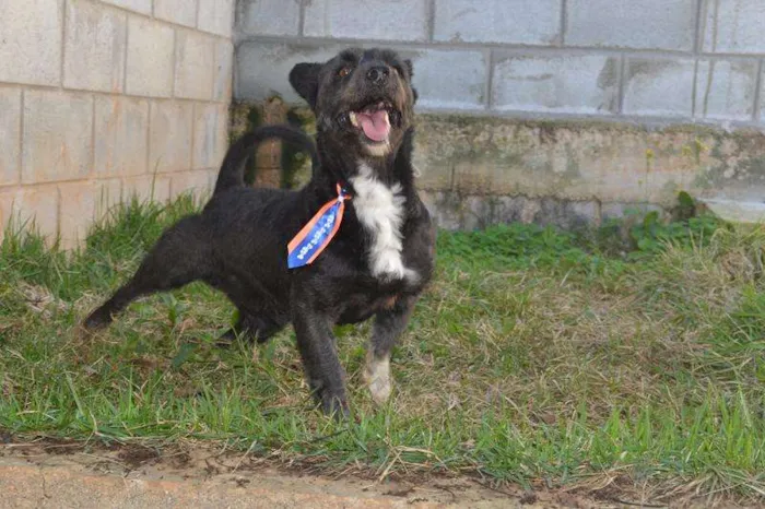 Cachorro ra a SRD idade 2 anos nome JUNINHO, menininho 