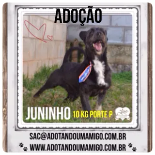 Cachorro ra a SRD idade 2 anos nome JUNINHO, fofura!