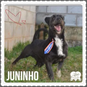 Cachorro raça SRD idade 2 anos nome JUNINHO, fofura!
