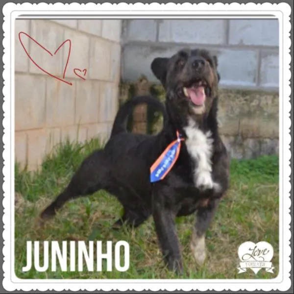 Cachorro ra a SRD idade 2 anos nome JUNINHO, fofura!