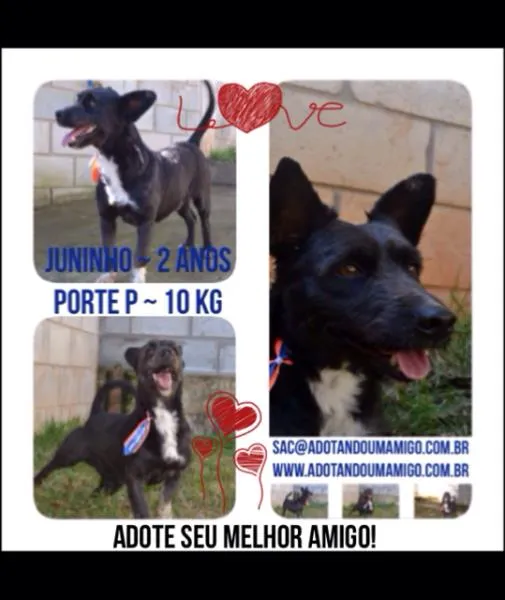 Cachorro ra a SRD idade 2 anos nome JUNINHO, fofura!