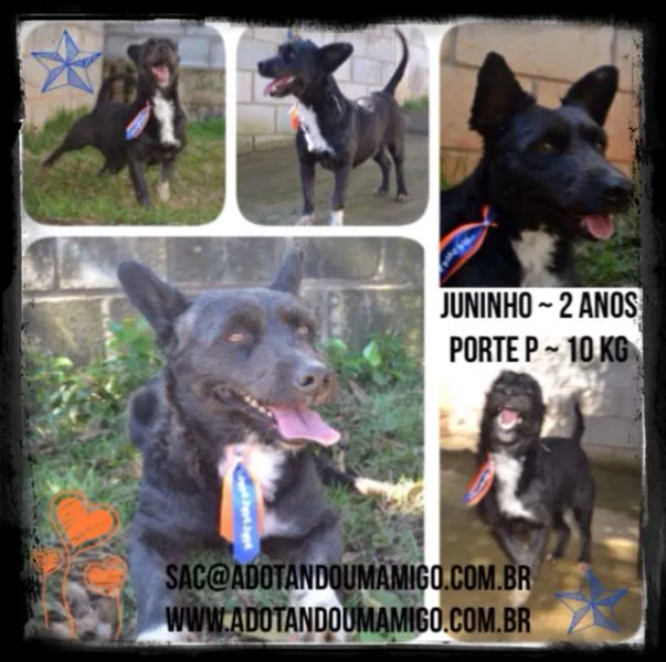 Cachorro ra a SRD idade 2 anos nome JUNINHO, fofura!