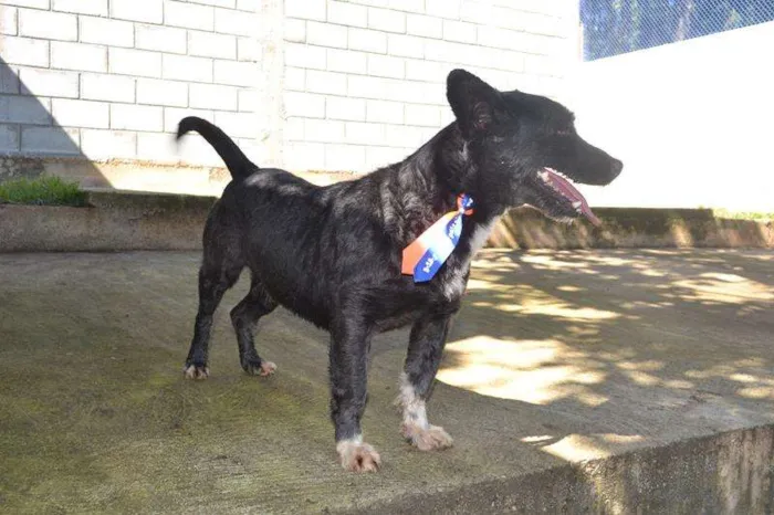 Cachorro ra a SRD idade 2 anos nome JUNINHO, fofura!