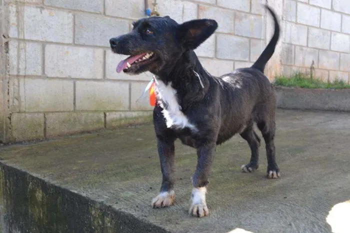 Cachorro ra a SRD idade 2 anos nome JUNINHO, fofura!