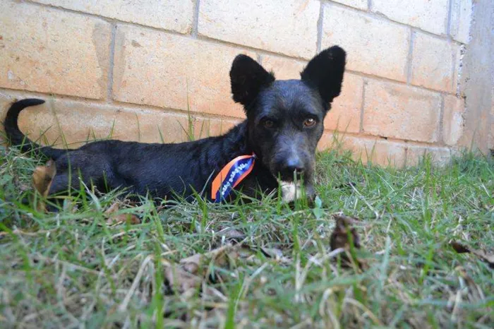Cachorro ra a SRD idade 2 anos nome JUNINHO, fofura!