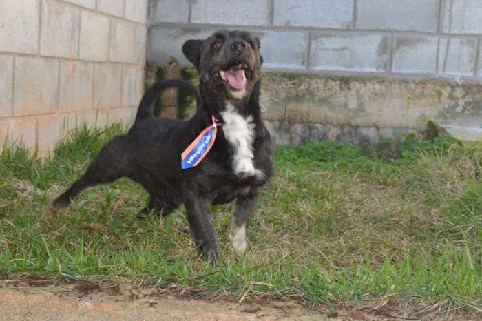 Cachorro ra a SRD idade 2 anos nome JUNINHO, fofura!